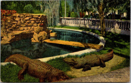 Texas El Paso San Jacinto Plaza Alligator Pool  - El Paso