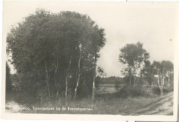 Dwingeloo, Torentjeshoek Bij De Krentebosschen - Dwingeloo