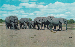 AFRIQUE(ELEPHANT) - Non Classés