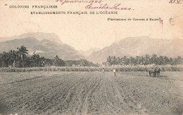 Nouvelle Calédonie - Plantation De Canne à Sucre - Etablissement Français De L'Océanie - Carte Postale Ancienne - Nuova Caledonia
