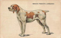 Chien - Bracco Pesante Lombardo - Bacco - Carte Postale Ancienne - Dogs