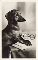 Chien - Beagle Appuyé Contre Un Livre Sur Lequel Son Posées Des Lunettes - Carte Postale Ancienne - Perros