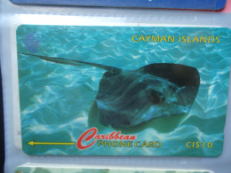 CAYMAN ISLANDS USED CARDS  FISH  FISHES  STINGRAY - Peces