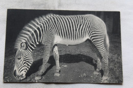 Cpa 1947, Paris 75, Muséum D'histoire Naturelle, Zoo De Vincennes, Un Zèbre De Grévy, Animaux - Zebra's
