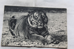 Paris 75, Muséum D'histoire Naturelle, Zoo De Vincennes, Un Tigre Du Bengale, Animaux - Tigres