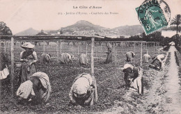 Hyeres -  Jardin - Cueillette Des Fraises  - CPA °J - Hyeres