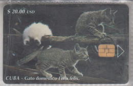 CUBA 2000 CAT - Cats