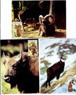 3 Cartes Maximum  Animaux 1996   Mouflon Buffle Bison - FDC