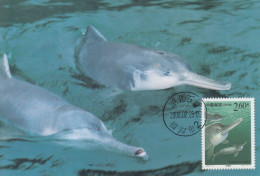 Carte  Maximum  1er   Jour     CHINE    Dauphins   2000 - Delfines