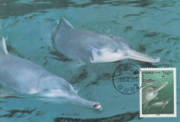 Carte  Maximum  1er   Jour     CHINE    Dauphins   2000 - Delfini