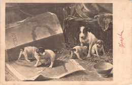 Illustration - Chienne Et Ses Chiots - Carte Postale Ancienne - Cani