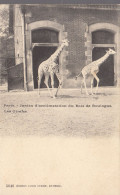 Les Girafes  //   Ref. Mai 23 ///   N° 26.106 - Jirafas