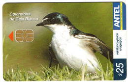 Uruguay TC462a Golondrina De Ceja Blanca - Uruguay