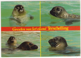 Groeten Van Het Eiland Terschelling - (Wadden, Nederland/Holland) - Zeehond / Seal / Seehund /Phoque - Terschelling