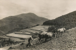 Real Photo Paisaje De Campellas Gerona . Plowing 2 Oxes And One Horse . Labour 1 Cheval Et 2 Boeufs - Gerona