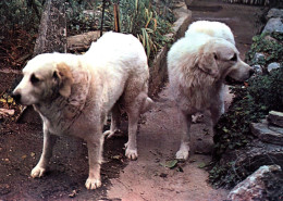 19146   Chiens Des Pyrénées " Hermine Et Jéricho " Hôtel Costes MONSEGUR   (2 Scans ) 09 (Chiens élevage ) - Sonstige & Ohne Zuordnung