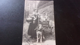 BELGIQUE 1902 GREGOIRE LAITIERE FLAMANDE ATTELAGE CHIEN VOITURE TIMBREE - Chiens