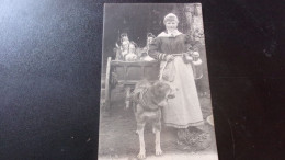BELGIQUE 1902 LAITIERE FLAMANDE ATTELAGE CHIEN VOITURE TIMBREE - Hunde