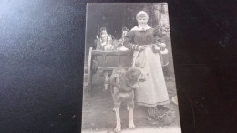 BELGIQUE 1902 LAITIERE FLAMANDE ATTELAGE CHIEN VOITURE TIMBREE - Chiens