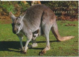 Australia Postcard Sent To Sweden Leongatha 15-1-1987 (Australian Kangaroos) - Other & Unclassified