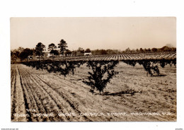 Young Orange Grove Ghipola Farms. - Milwaukee