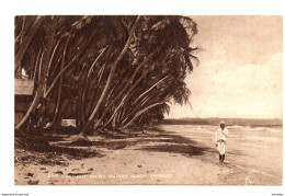 Trinidad. Coconut Palms.mayaro Beach. - Trinidad