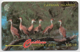 Cayman Islands - Whistling Ducks - 13CCIA - Cayman Islands