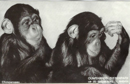 Chimpansee |Ouwehands Dierenpark Rhenen - Monkeys