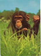 Chimpansee - Monkeys