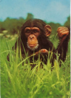 Chimpansee - Monkeys