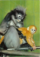 Brillen-langur, Dusky Leaf Monkey, Brillangoer, Semnopithèque Obscur (Trachypithecus Obscurus) - Monkeys