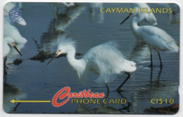 Cayman Islands - Snowy Egret - 13CCIC - Isole Caiman