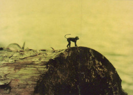 AFFE Tier Vintage Ansichtskarte Postkarte CPSM #PAN993 - Monkeys