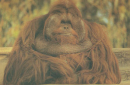 AFFE Tier Vintage Ansichtskarte Postkarte CPSM #PAN985 - Monkeys
