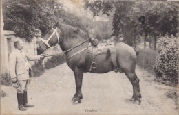 "Bonfleur"  Cheval Horse Pferde Paard Caballo Cavallo CHEVAUX Molosser Kaltblutt Old Cpa 1909 - Caballos