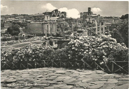 Z5517 Roma - Foro Romano - Panorama - Fiori Fleurs Flowers / Non Viaggiata - Mehransichten, Panoramakarten