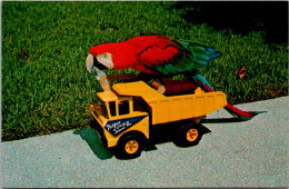Florida Miami Parrot Jungle "Princess" Does The Truck Driving - Miami