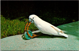 Florida Miami Parrot Jungle "Tonto" Rides The Scooter - Miami