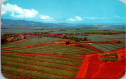 Hawaii Oahu Dole Pineapple Fields 1961 - Oahu