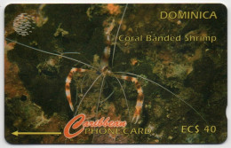 Dominica - Coral Banded Shrimp - 9CDMI (with Ø) - Dominica
