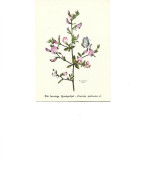 Postcard Unused -   Plants - Restharrow - Ononis Spinosa - Medicinal Plants