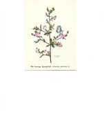 Postcard Unused -   Plants - Restharrow - Ononis Spinosa - Plantas Medicinales