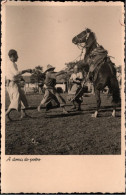 ! Modern Photo Postcard Südamerika, Pferd, Horse - Horses