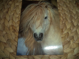 Pferd Horse Postkarte Postcard - Caballos