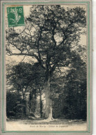 CPA (78) SAINT-NOM-la-BRETECHE - Thème: ARBRE - Forêt De Marly - Le Gros Chêne De Joyenval En 1907 - St. Nom La Breteche