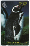 Falkland Islands - Jackass Penguin - 1CWFB - Falklandeilanden