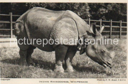 INDIAN RHINOCEROS AT WHIPSNADE OLD B/W POSTCARD WHIPSNADE PARK DUNSTABLE ZOOLOGICAL SOCIETY OF LONDON - Autres & Non Classés