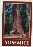 AK 135600 USA - California - Yosemite National Park - Grizzly Giant - Yosemite