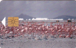 BONAIRE(NETH.ANTILLES) - Pink Flamingo, First Chip Issue 60 Units, Chip GEM1.1, Tirage %5000, Used - Other & Unclassified