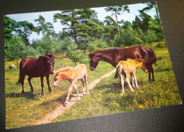 Paarden - Horses - Pferde - Cheveaux - Paard - Paarden Met Veulens Op Open Weide - Chevaux